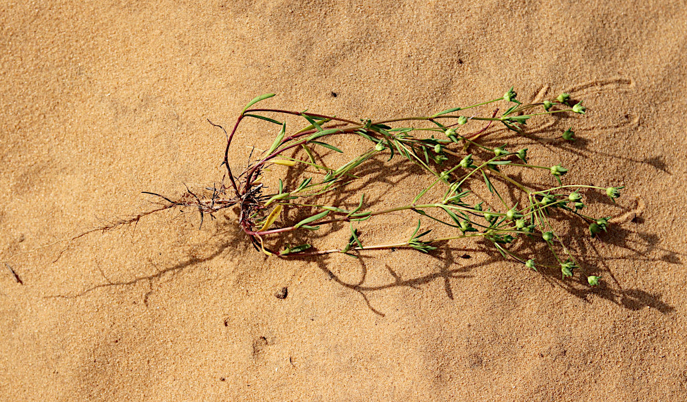 Изображение особи Plantago sarcophylla.