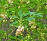 Enkianthus campanulatus. Ветвь с соцветиями. Польша, г. Рогов, арборетум, в культуре. 29.05.2018.