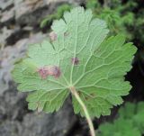 Geranium platypetalum. Лист с поражениями (вид снизу). Кабардино-Балкария, Эльбрусский р-н, долина р. Ирикчат, ок. 2600 м н.у.м., субальпийский луг. 07.07.2020.