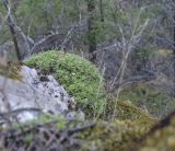 Saxifraga cespitosa