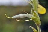 Thermopsis lupinoides