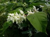 Reynoutria japonica. Соцветие, лист с оттянутой верхушкой и усеченным основанием характерен для этого вида. Украинские Карпаты, Свалявский район, берег р. Пиня возле с. Солочин. Сентябрь 2006 г.