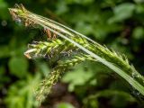 Carex sylvatica. Верхушки листьев, соцветие и соплодия в паутине. Тверская обл., Кимрский р-н, лесистая часть дамбы Иваньковского вдхр. 08.06.2022.