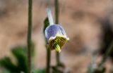 Pulsatilla campanella