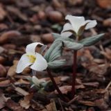 Trillium nivale