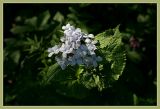 Lunaria rediviva. Верхушка цветущего растения. Тульская обл., окр. пос. Дубна, в лесном массиве вдоль р. Веенка. 19.05.2007.