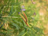 Lathyrus linifolius