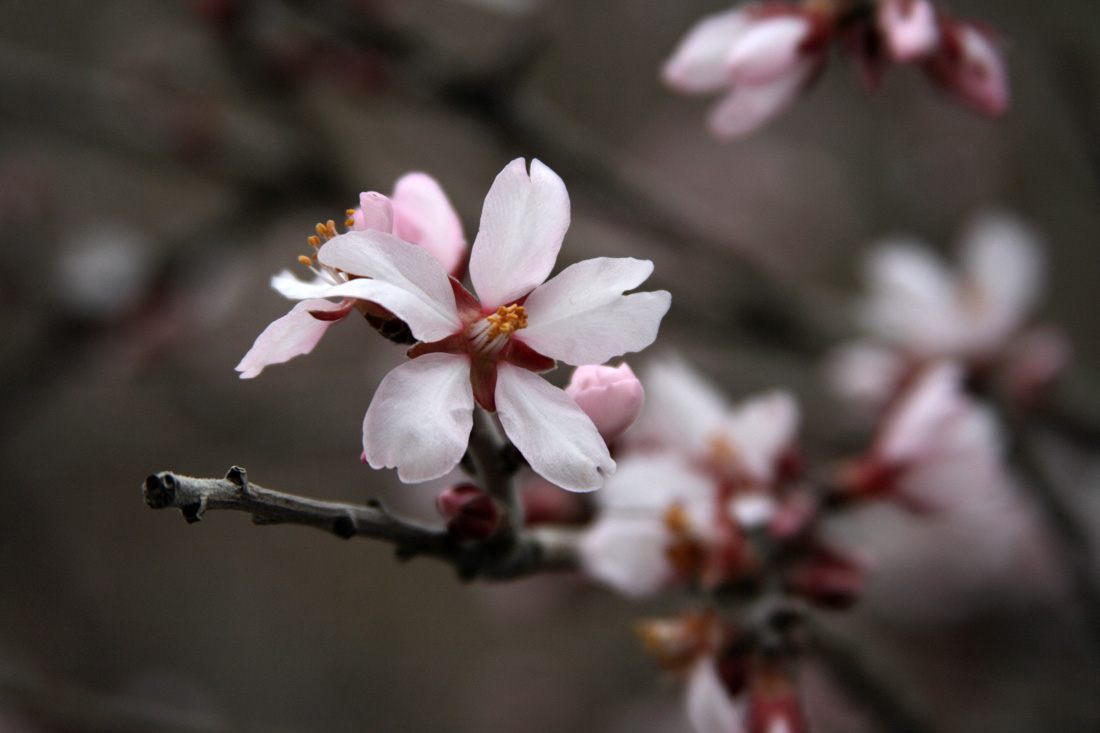 Изображение особи Amygdalus bucharica.