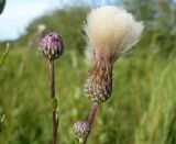 Cirsium setosum var. mite