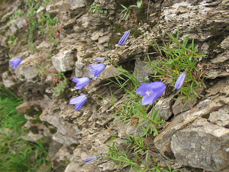 Изображение особи Campanula kladniana.