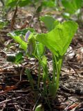 Viola mirabilis