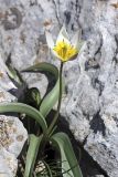 Tulipa turkestanica