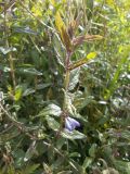 Scutellaria galericulata