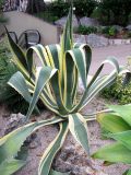 Agave americana var. marginata