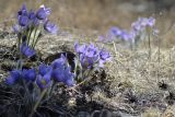 Pulsatilla multifida