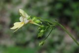 Impatiens parviflora. Цветок. Крым, Симферополь, пойма реки Славянка. 2 августа 2013 г.