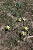 Tulipa berkariensis