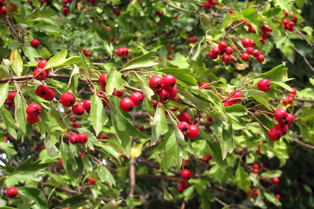 Изображение особи Crataegus sphaenophylla.