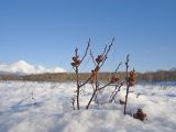 Myrica tomentosa. Ветви покоящегося растения с соплодиями. Камчатский край, Елизовский р-н, окр. г. Петропавловск-Камчатский, травянисто-кустарниковое болото. 30.11.2013.