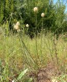 Allium savranicum