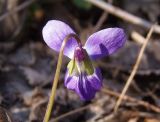 Viola odorata