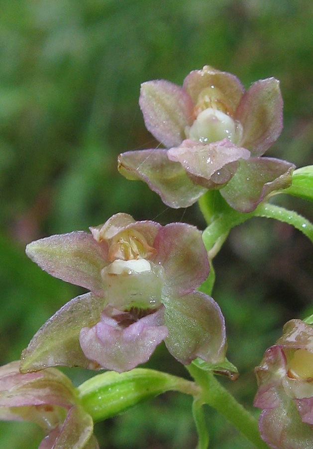 Изображение особи Epipactis helleborine.