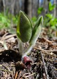 Asarum europaeum