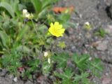 Potentilla vulcanicola