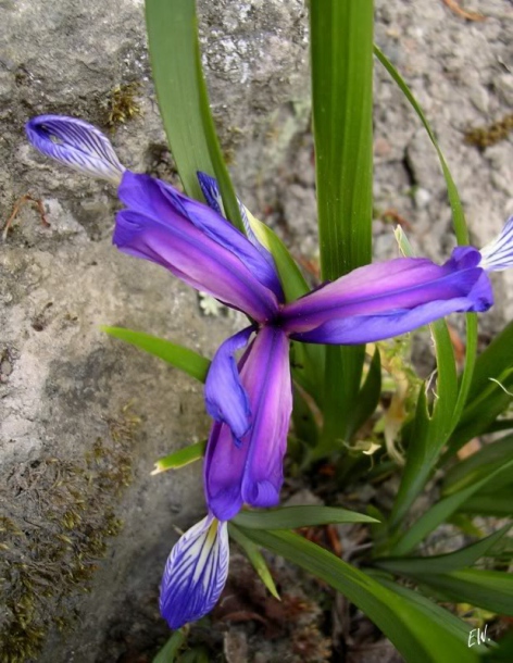 Изображение особи Iris graminea.