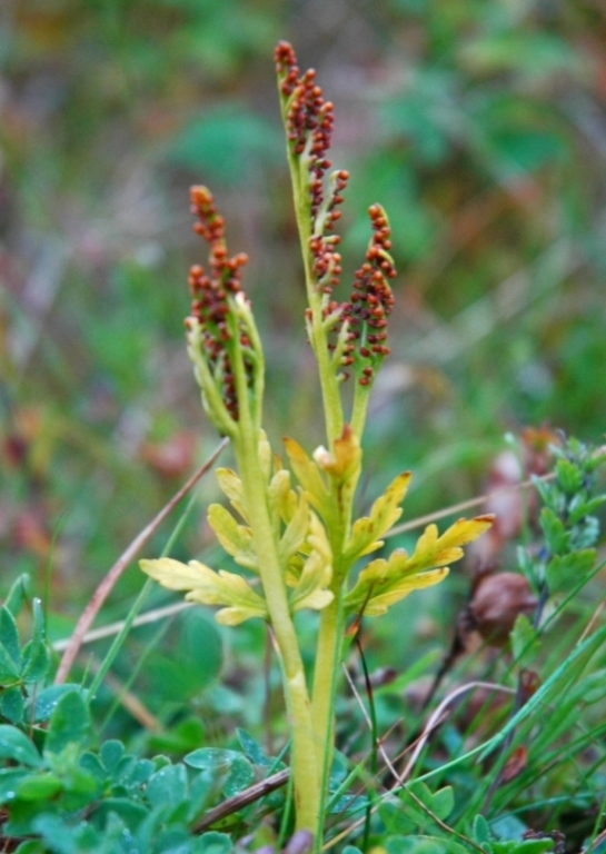 Изображение особи Botrychium lanceolatum.