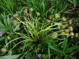 Taraxacum officinale