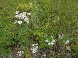 Achillea alpina. Цветущие растения. Бурятия, Баунтовский эвенкийский р-н, окр. пос. Северный, долина р. Има, луг. 31.07.2013.