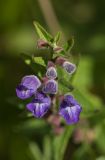 Scutellaria galericulata