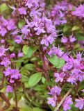 Thymus hirticaulis. Верхушка побега с соцветиями. Вологодская обл., Великоустюгский р-н, берег р. Сухоны. Июль 2015 г.