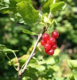 Ribes atropurpureum