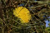 Hakea chordophylla