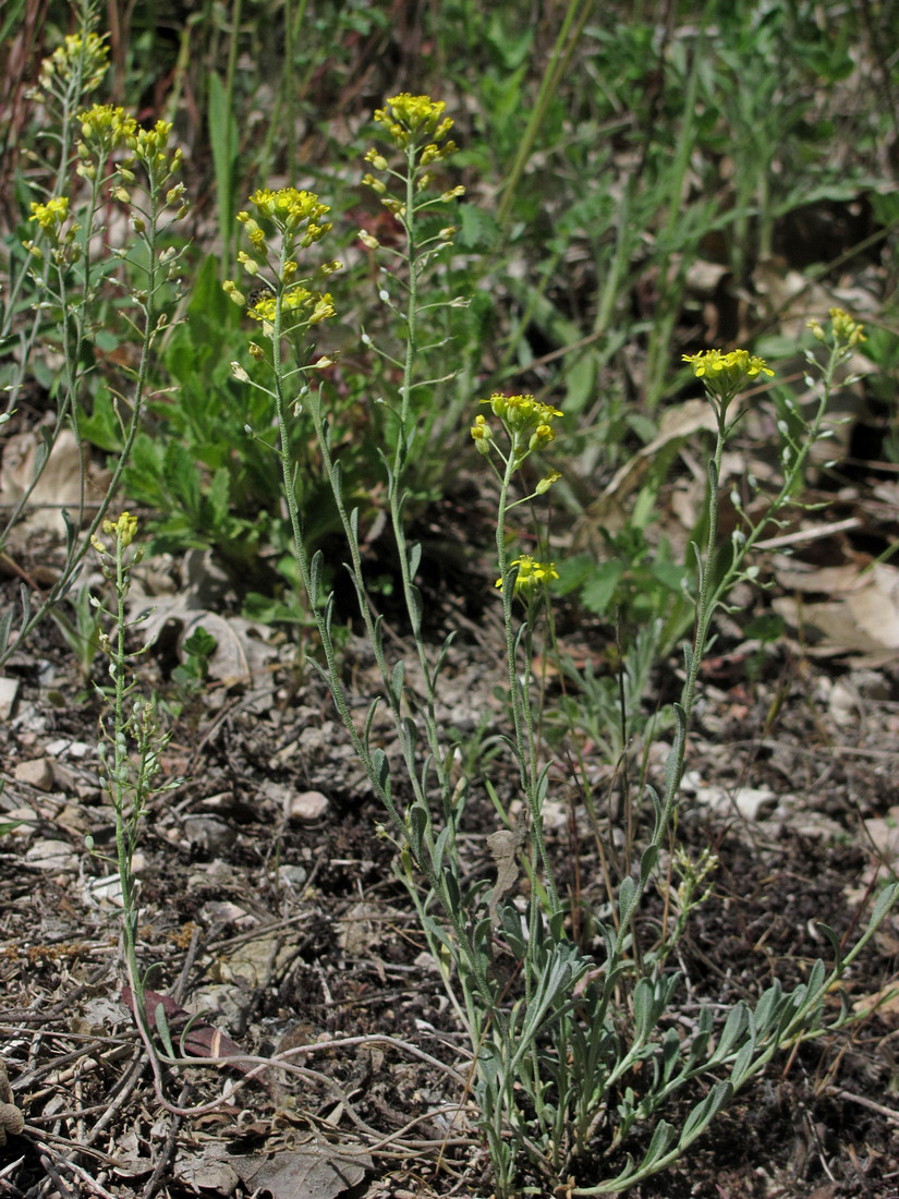 Изображение особи Alyssum trichostachyum.