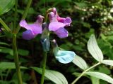 Lathyrus komarovii. Соцветие. Приморье, окр. г. Находка, в лесу у ручья. 28.05.2016.