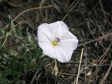 Convolvulus ammannii