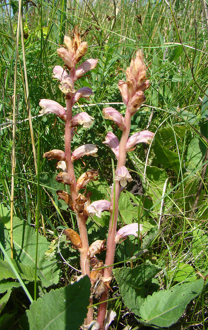 Image of Orobanche alba specimen.