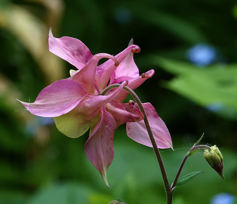 Изображение особи Aquilegia vulgaris.