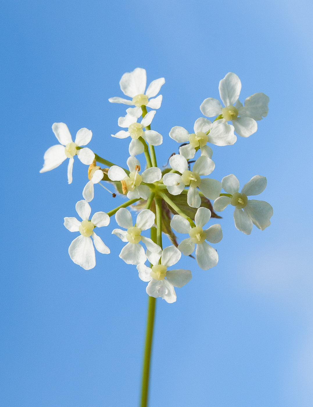 Изображение особи Anthriscus sylvestris.