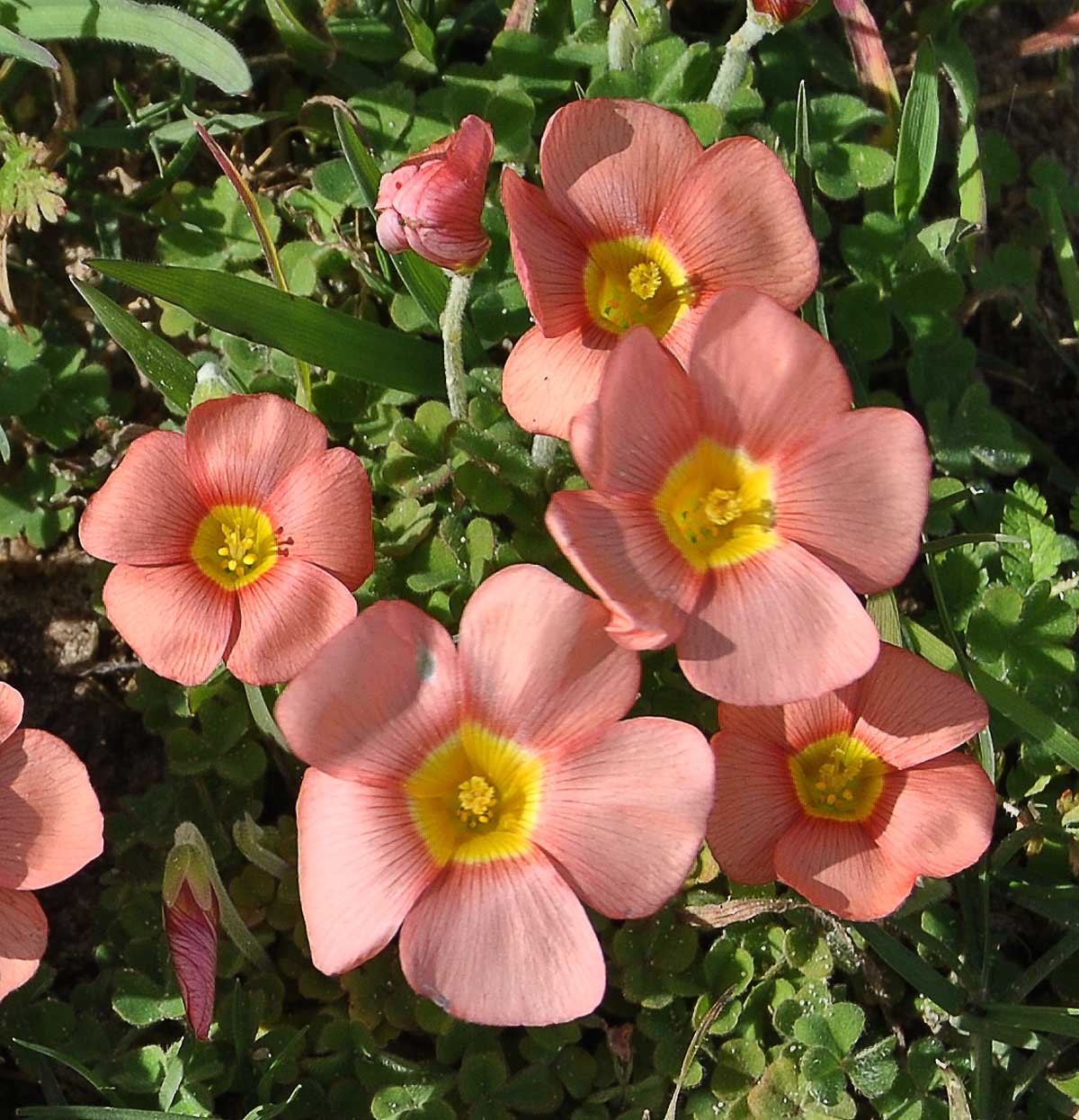 Image of Oxalis obtusa specimen.