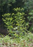 Euphorbia squamosa. Цветущее растение. Грузия, край Самегрело-Верхняя Сванетия (Мегрелия), дер. Салхино, парк в резиденции патриарха, лужайка. 08.05.2017.