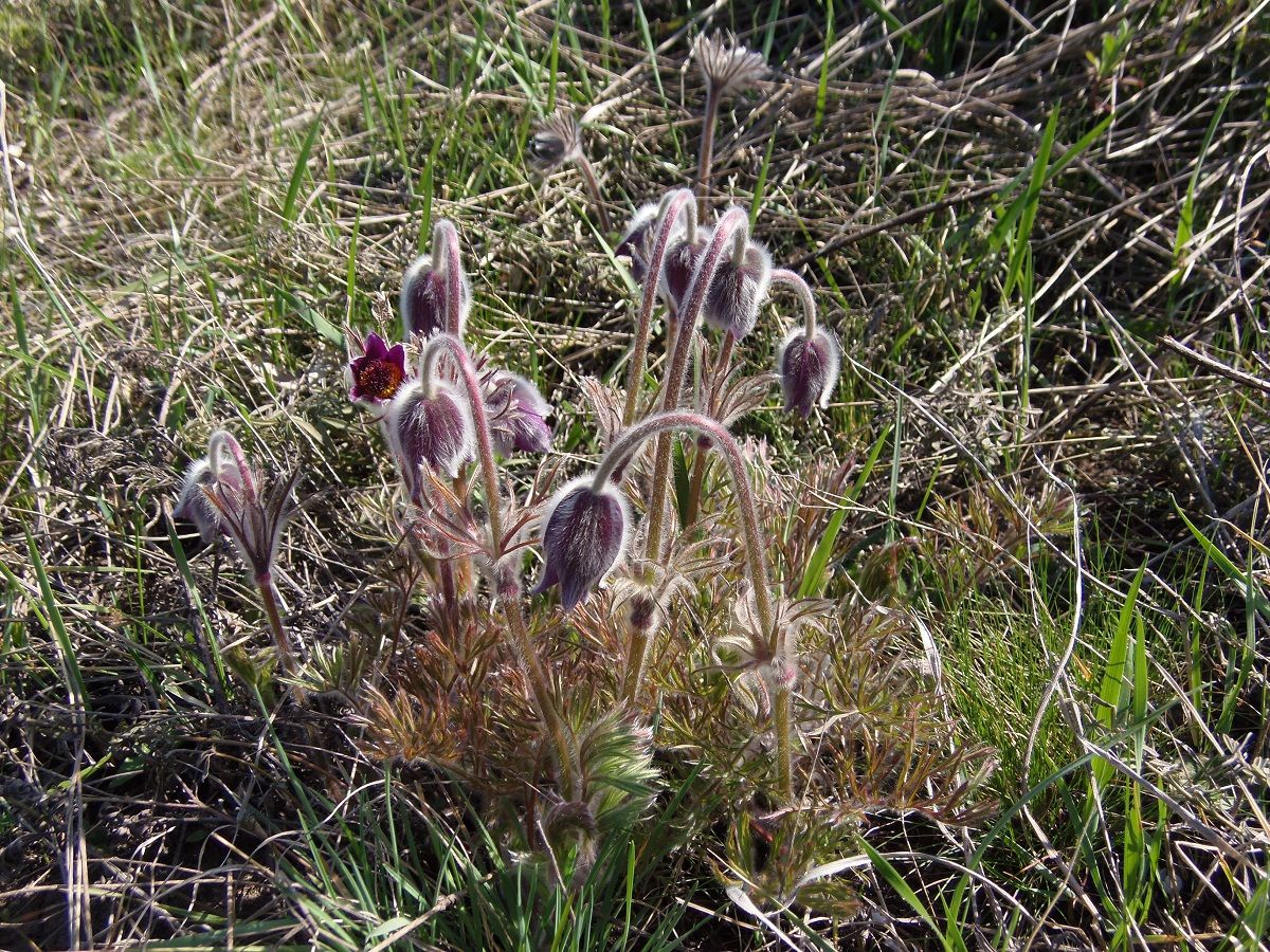 Изображение особи Pulsatilla ucrainica.