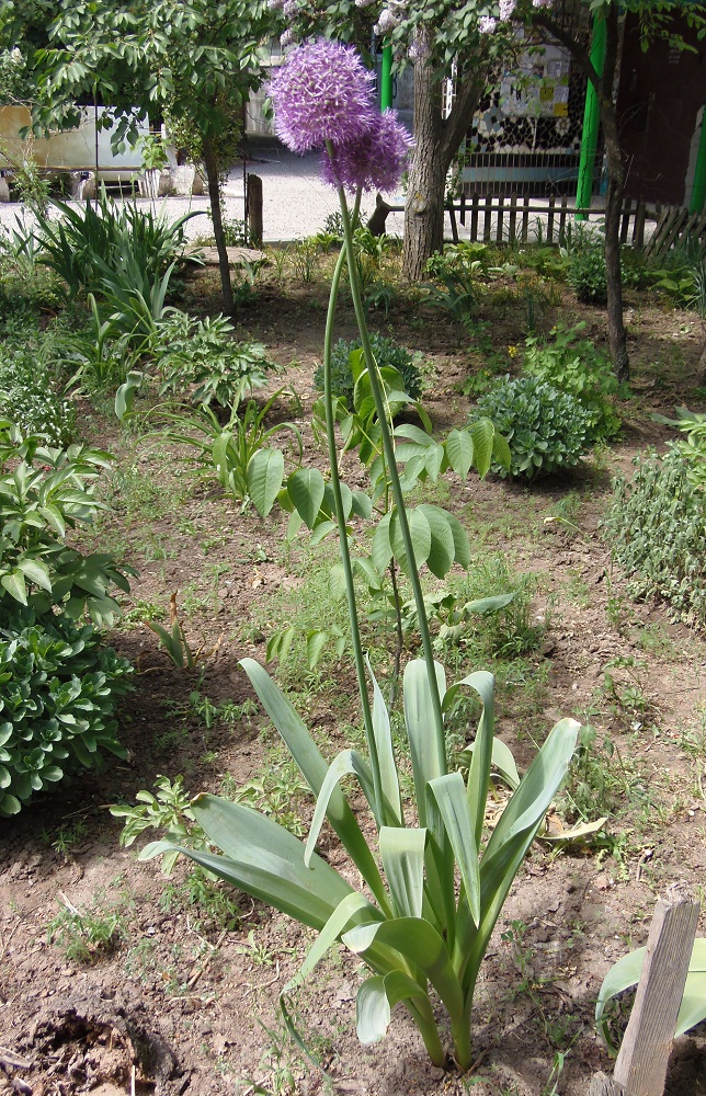 Изображение особи род Allium.