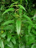 Urtica sondenii