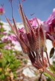 Pelargonium cucullatum. Соплодие. Греция, Эгейское море, о. Парос, пос. Дриос, заброшенный цветник возле неработающего отеля. 10.04.2018.