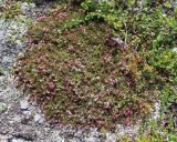 Loiseleuria procumbens. Куртина цветущих растений. Мурманская обл., п-ов Рыбачий, мохово-лишайниковая тундра. 28.06.2018.