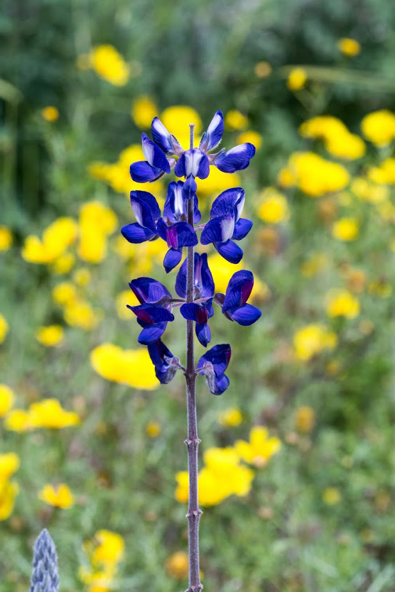 Изображение особи Lupinus pilosus.